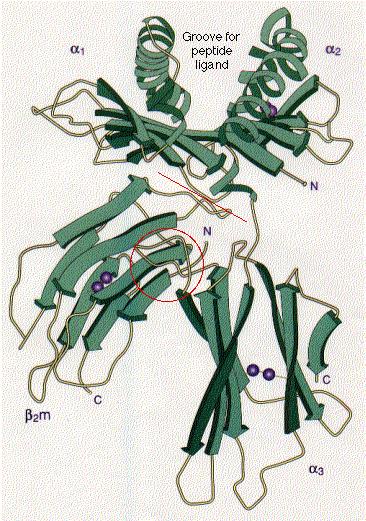 Protein Domains Tertiary structure of many proteins is built from several domains. Often each has a separate function to perform, such as: binding 