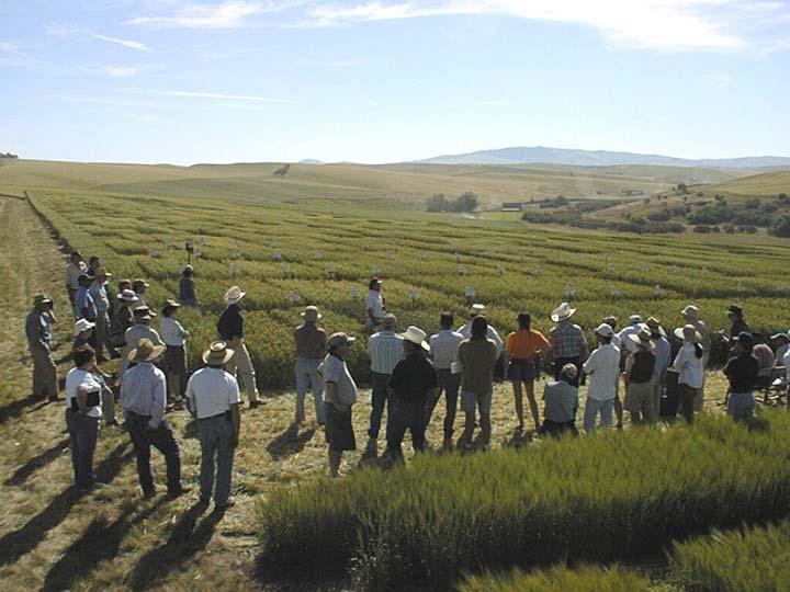 PART I. EXPERIENCE WITH WASHINGTON STATE UNIVERSITY (WSU) Growers frequency of contact with WSU representatives during 2003 2005.