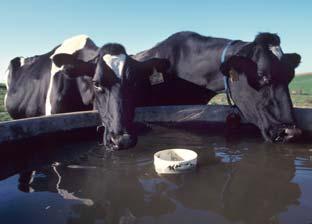 Providing water from a water bowl, water tank, or automatic waterer keeps both the stream and your animals healthy (Figure 6).