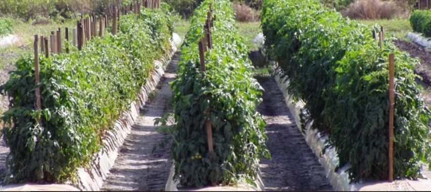 POTASSIUM APPLICATION IMPROVES YIELD AND QUALITY IMPACT ON TOMATOES 100lb/acre 200lb/acre