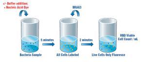 BD Biosciences FACSMicroCount Nucleic acid dye labels live & dead cells; BRAG3 labels live cells The labeled organisms pass