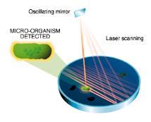 AES Chemunex ScanRDI The membrane is scanned by an argon laser at 488 nm Scan lines are 2.