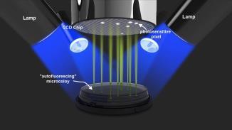 Rapid Micro Biosystems Growth Direct Cells fluoresce in the yellow-green spectral region when illuminated with blue light due to oxidized flavins Photosensitive pixels in the CCD camera chip detect