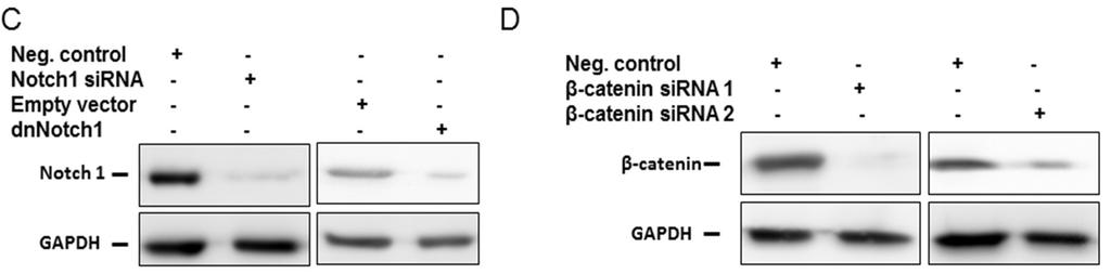S3 of S5 Figure S3. Knockdown of Notch1 and β-catenin mrna and protein using sirna (+) and a dominant negative mutant Notch1 construct (+) or the ad-mscs were transfected with control sirna ( ).