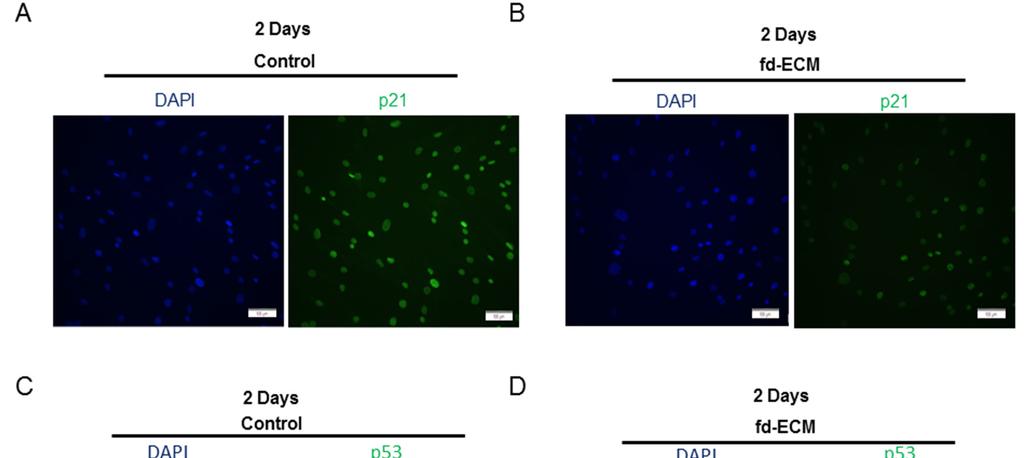 S4 of S5 Figure S4. Fd-ECM downregulates p21 and p53 gene expression in ad-mscs.
