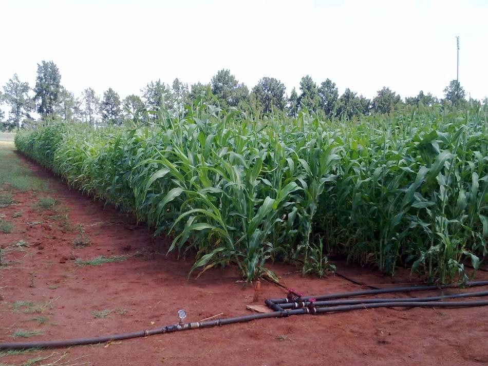 Fig 3.2: Dripper lines layout in the sweet sorghum experiment at Hatfield, Pretoria in 2010/11. 3.6 