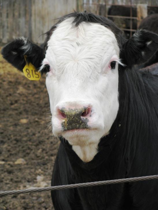 Targeting the North Dakota natural beef market: impacts on early calf growth and performance M. M. Thompson 1, C. S. Schauer 1, V. L. Anderson 2, B. R. Ilse 2, S. Arndorfer 3, M. L. Gibson 4, K.