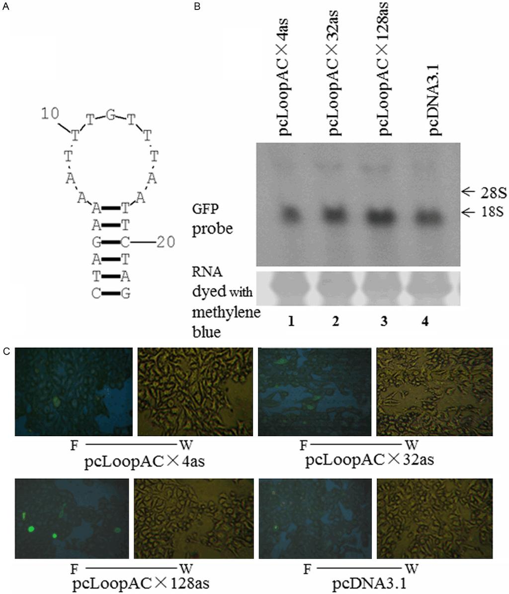 Figure 4. Northern blotting and fluorescence microscopy show that LoopAC (forming stem-loops) in modulator plasmids activate GFP expression in reporter plasmids in a length-dependent manner.