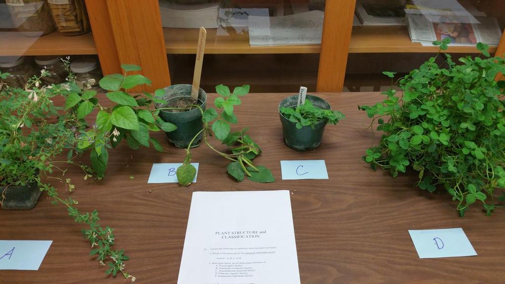 PLANT STRUCTURE and CLASSIFICATION 26. Answer the following two questions about the plants on display: a. Which of the plants shown has palmately trifoliolate leaves? Answer: A, B, C, or D. b.