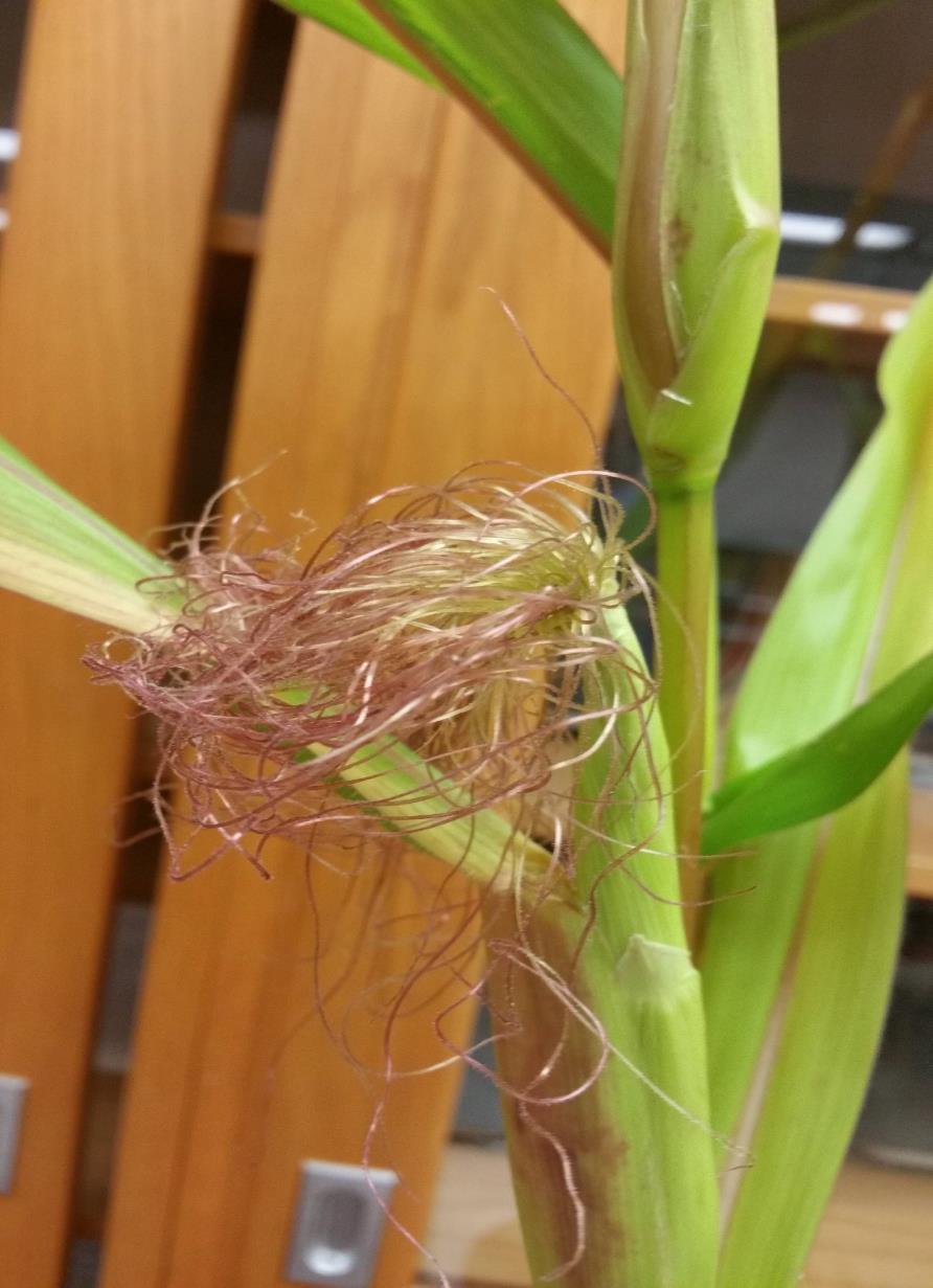 CROP GROWTH AND DEVELOPMENT 29. Observe the corn plant on display to complete the following two statements: a.