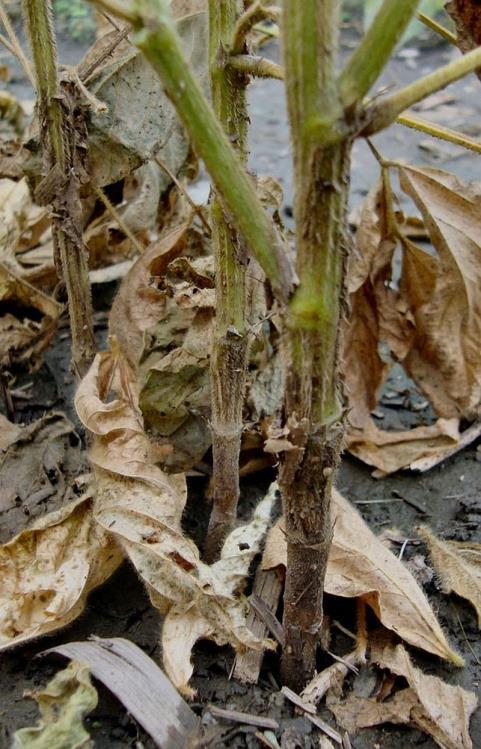 and stem rot of soybean D) rust