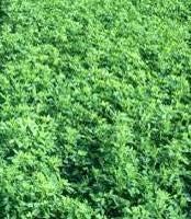 Alfalfa Cool season perennial legume Queen of Forages : high yield, great nutrition, very palatable Disadvantages: does not hold up to