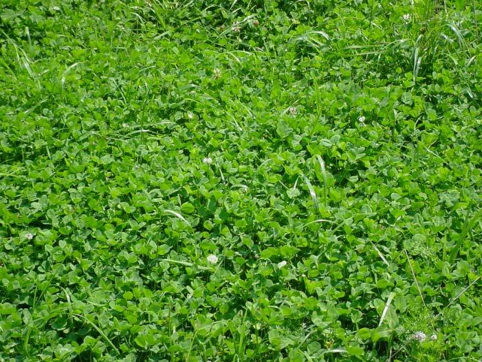 White Clover Cool season legume Persistent and highly palatable Adapts to a variety of soil conditions