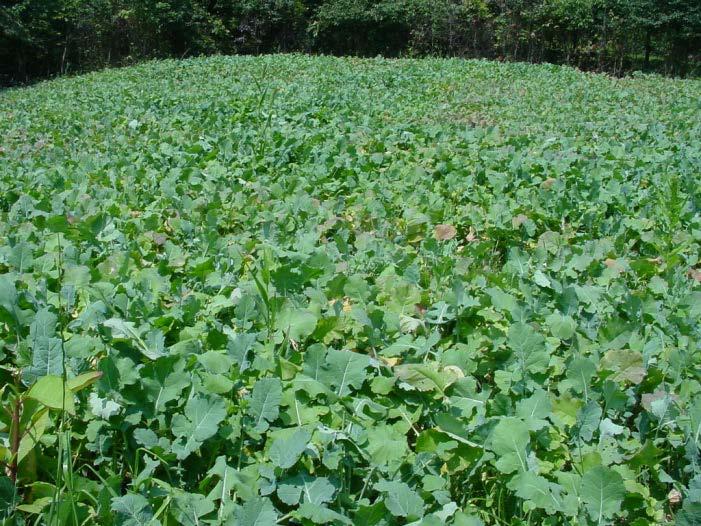 Brassicas Cool-season annual Tolerates variety of soil fertility and drainage Works well planted in August and will yield well through October