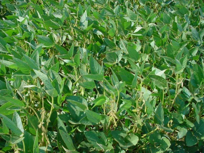 Soybean Summer annual High nutrition, palatable Summer and fall browsing Do not regenerate well after