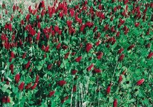 Crimson Clover Summer annual legume High yield Tolerates moderate ph levels Best in