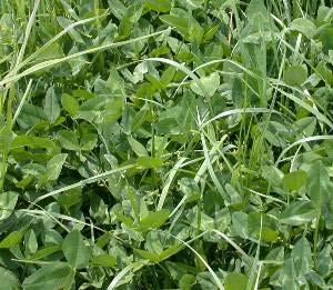 Kura Clover Perennial legume Very persistent, spreads well Highly nutritious