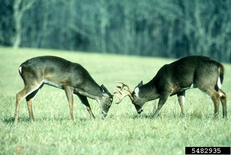 Food plots alone do not create large antlered, trophy sized whitetail deer. However, you might...increase your opportunity to kill a deer.