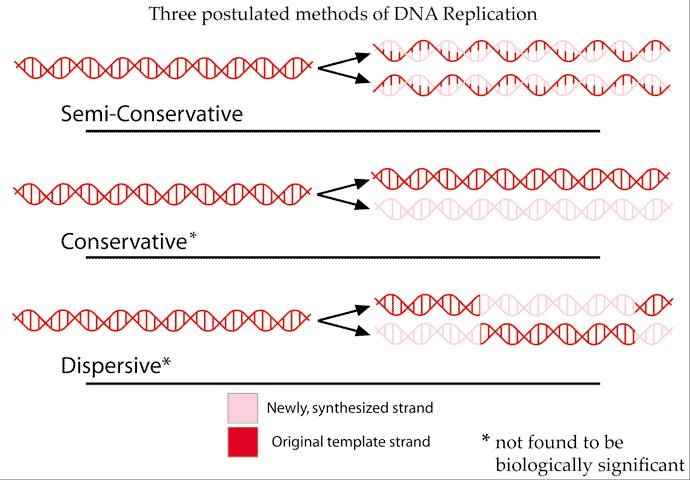 S2.7.2: Analysis of Meselson and Stahl s results to obtain support for the theory of semi-conservative replication of DNA (Oxford Biology Course Companion page 113). 4.