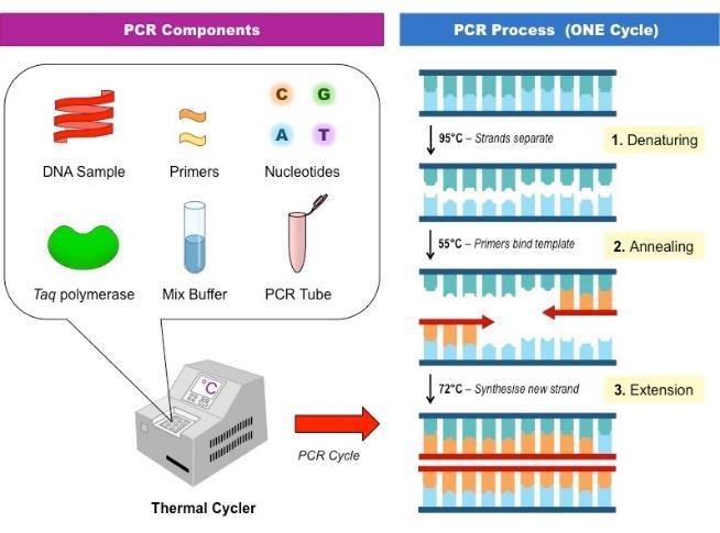 Polymerase Chain Reaction is used to make many copies of a specific region of DNA, making millions of copies of a particular DNA sequence. 21. Describe the selectivity of the PCR.