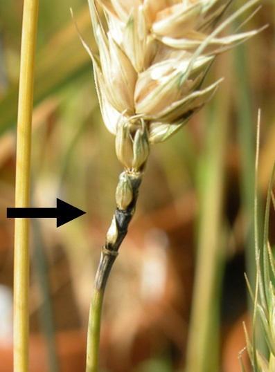 Wheat Blast could easily be mistaken for Fusarium head blight if it appears in the US crop Main symptoms
