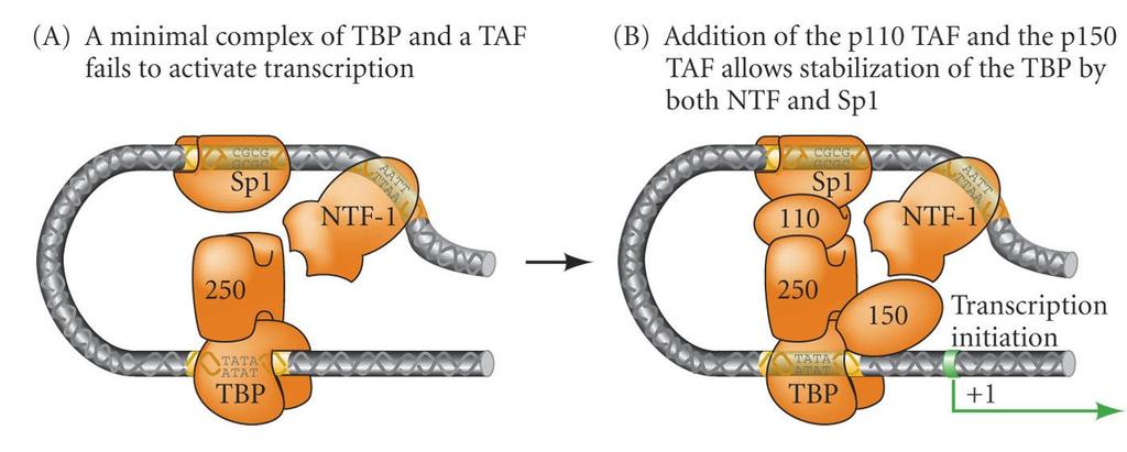 Transcriptional Initiation Complex Stabilized by TAFs TAF(s) TBP