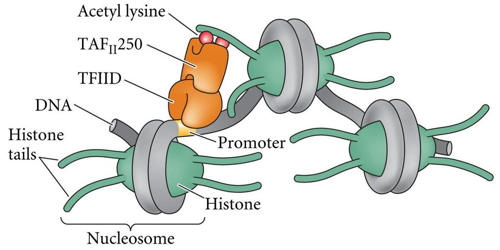TAF Histone Acetyltransferase Activity TAF(s) TBP associated