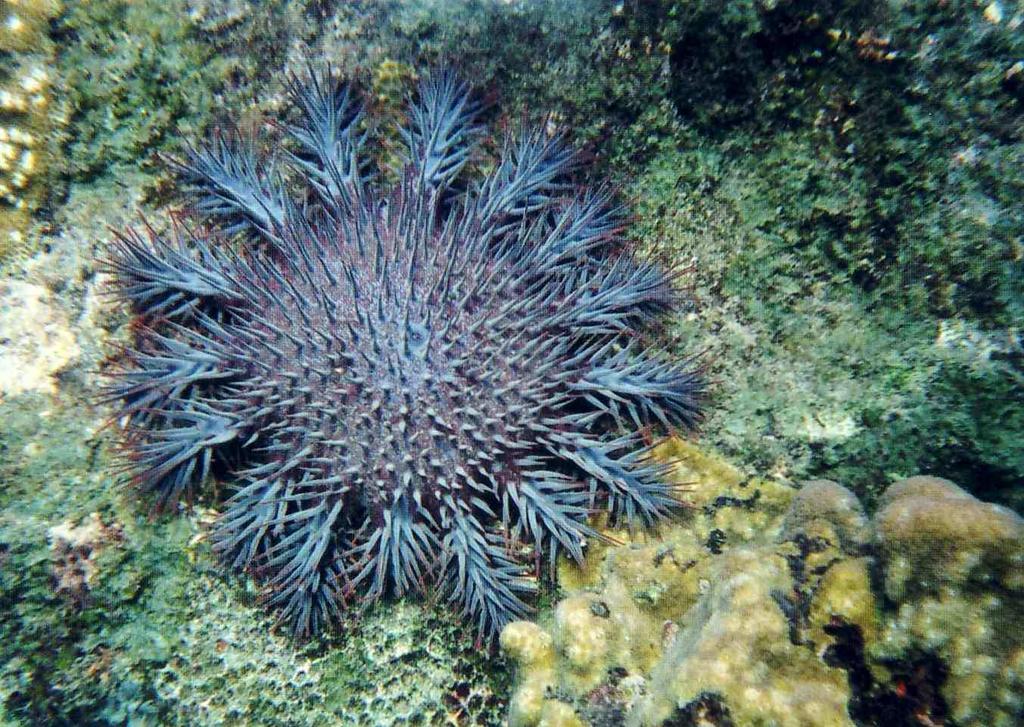 Example 1: Crown-of of-thorns Starfish - From the late 1950 s s through the 1960 s, the population of Crown-of of-thorns Starfish drastically increased, causing the destruction of 14% of the Great