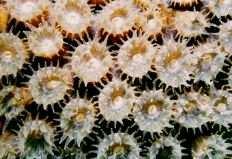 What is coral? - Coral skeletons make up the structure of the reef and are covered by a layer of living coral polyps.
