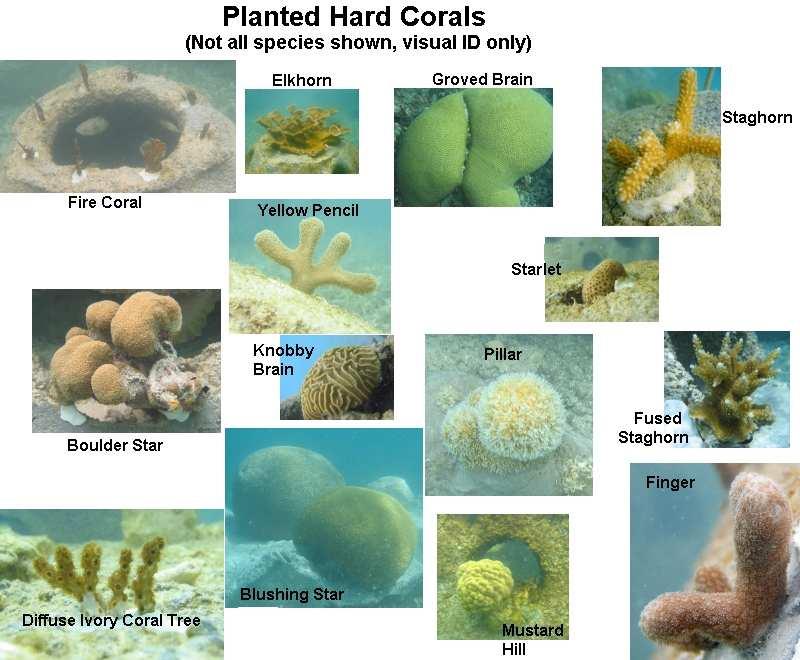 Examples http://www.reefball.