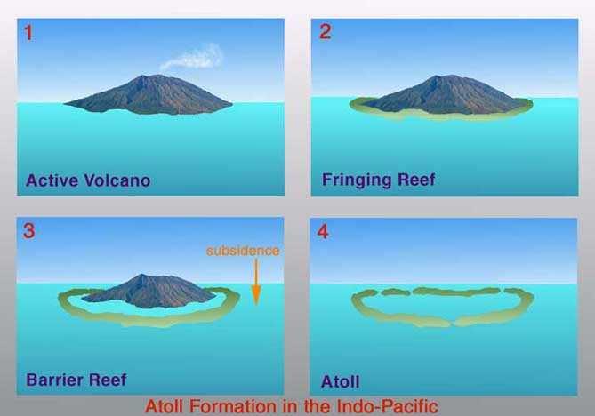 Protective fringes around volcanic islands or low