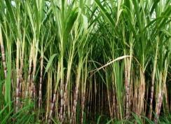 cane plantations Tall oil from trees, a residue from pulp and paper production Non-renewable High