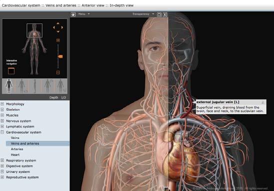 Thanks to its multiple options, it allows the user to visualize each system and apparatus in the human body along with the organs that comprise them. Web address: www.ikonet.