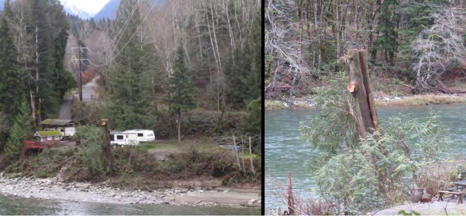 Figure 2: Felling of a tree on the southeast bank of the South Fork Skykomish. 2.0 REPORT AND STUDY PURPOSE 2.