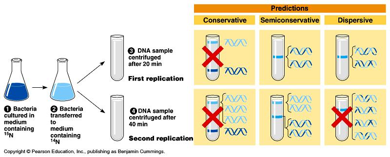 Semiconservative replication Meselson & Stahl 1958 label parent nucleotides in DNA strands with heavy nitrogen = 15N label new