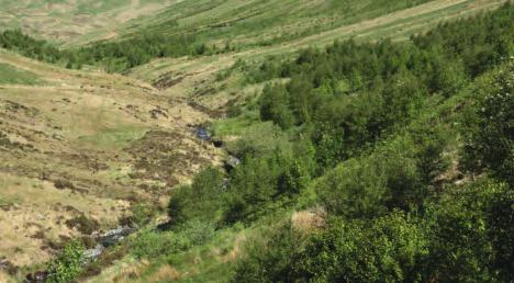 5 Visitors to Carrifran and those who drive past now can readily see the developing woodland near the mouth of the glen, where some trees are about fi ve metres (16 feet) high.