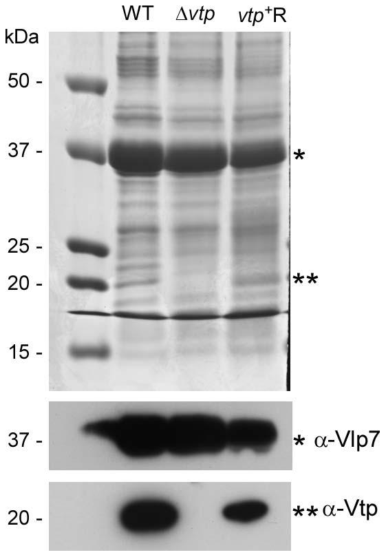 Figure 11. The Dvtp mutant B. hermsii does not produce the variable tick protein.