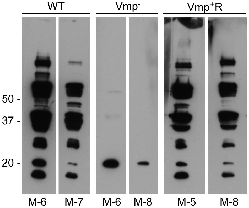 Figure 3. The vmp expression site is required for B. hermsii to relapse in mice following needle-inoculation.