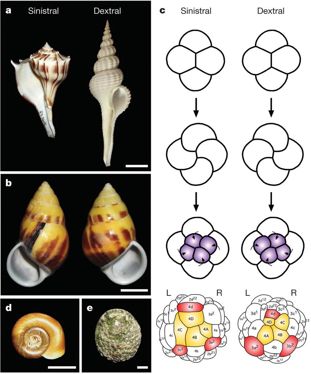 Vol 457 19 February 2009 doi:10.1038/nature07603 Nodal signalling is involved in left right asymmetry in snails Cristina Grande 1,2,3 & Nipam H.