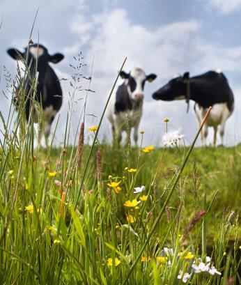 WWF in the field: developing a new revenue model for biodiversity in agriculture In partnership with a dairy cooperative and a bank, and support from a research institute, WWF is developing a