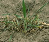 Crops most often economically damaged are winter wheat and alfalfa because they are frequently the only crops that are growing in the early spring when army cutworm feeding is at its peak.