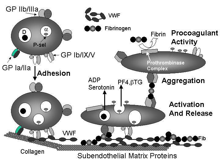 Platelet Activation http://referencelab.