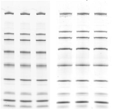 Methods Samples Samples used included broad range unstained SDS-PAGE standards (Bio-Rad Laboratories, Inc.), Precision Plus Protein * unstained standards, E.