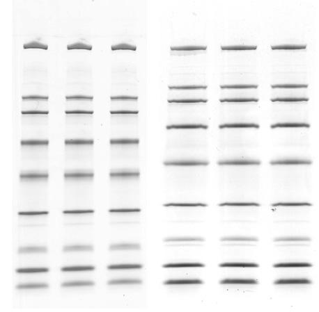 , mm NaCl, 1 mm PMSF, 4 µm bestatin, 1 µm leupeptin, 1 µm E64 and removing insoluble material by centrifugation). Purified proteins used in this study were purchased from Sigma Aldrich Co.