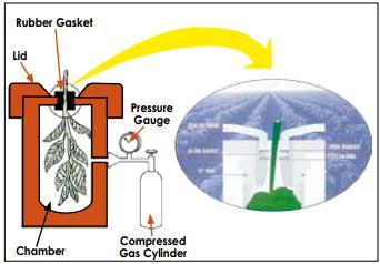 Pressure chamber (Ψw measurement) A relatively quick method for estimating the water potential of large pieces of tissues, such as leaves and small shoots, is by use of the pressure chamber.