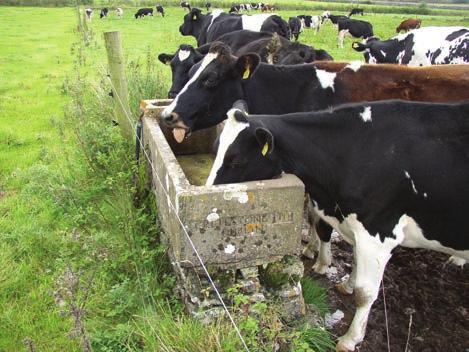 23 21 3 What drinking water infrastructure do I need? On an average day, a 150 cow herd could drink up to 10,000 litres (65 litres per cow).