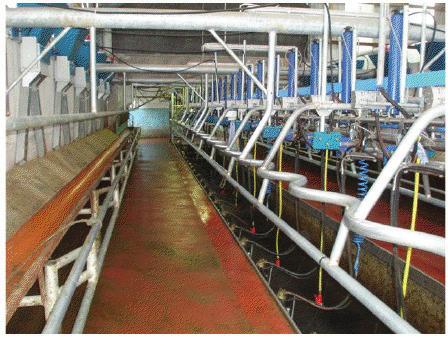 22 Milking Facilities There are two options: Zig-zag mangers with a straight rump rail. The width of the cow standing is typically 1.9m (6 3 ) from wall to edge of pit. (1.7m approx for smaller cows).