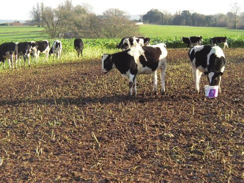 24 Grazing crops over the winter Grazing feeds in situ reduces the cost of feed per cow over the winter.