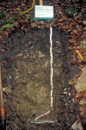 Saugspannung / hpa AT/potWaterUptake Own experiences soil II (stone content) Horizon OG UG sand silt clay FE-density Corg Skelett nfk (KA5, ohne Skelett) nfk (KA5, mit Skelett) alpha (KA5) n (KA5) m