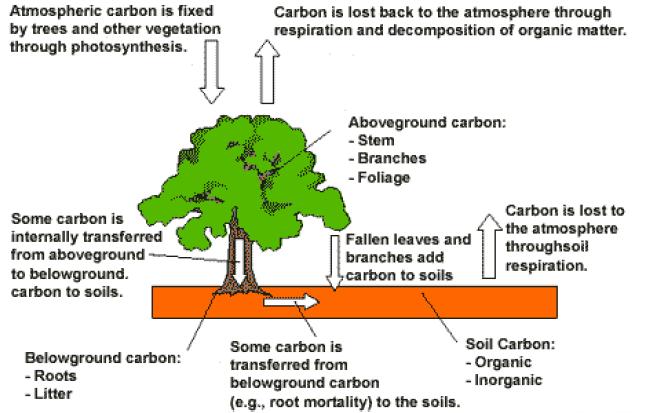 Why are forests important to climate change Trees are 50% carbon, huge biomass store Conversion of forests to agriculture (land use change) creates